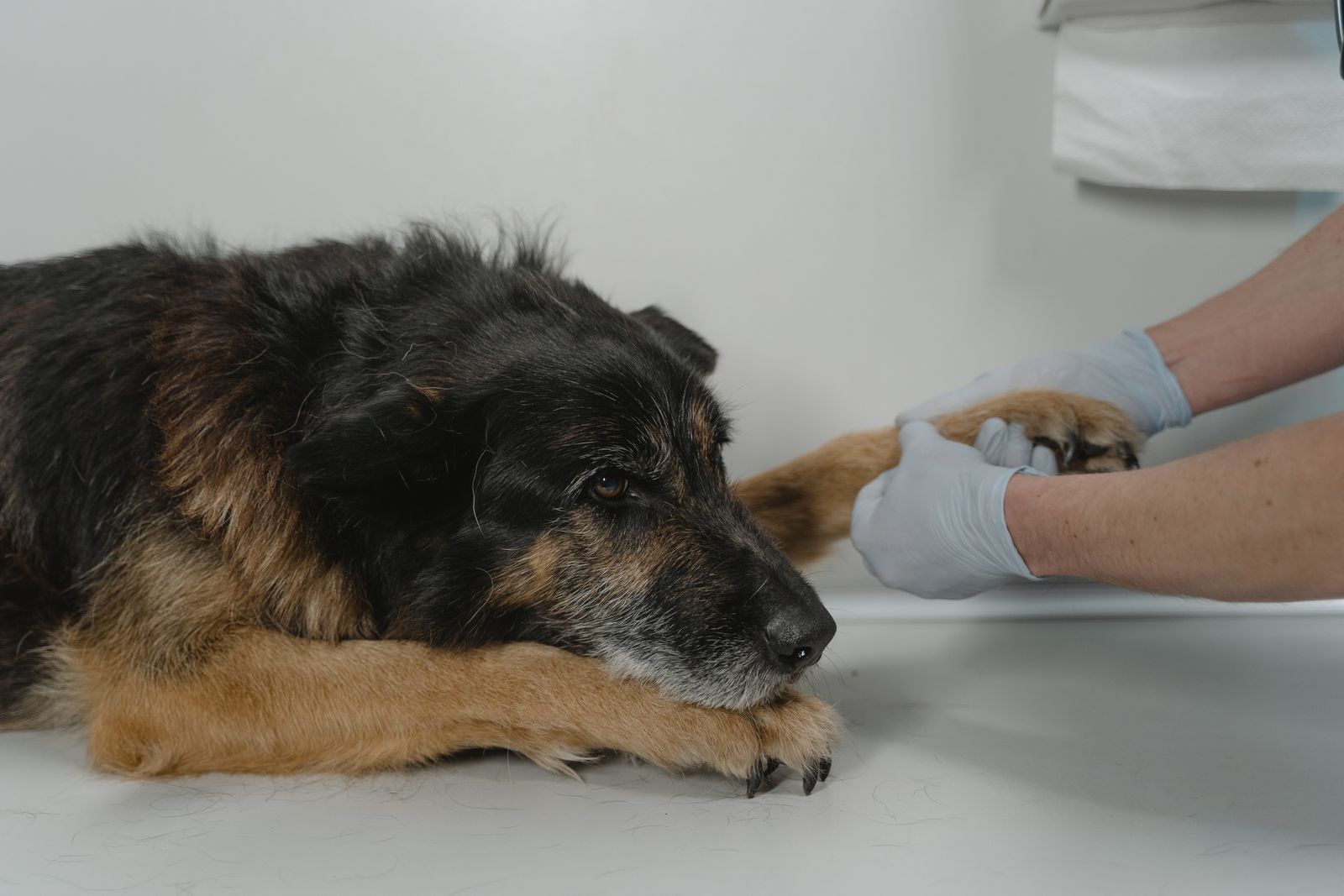 Rukavice u veterinarskim ambulantama